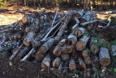 Fire wood for sale - Per 1/2 ton truckload , View more