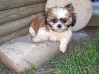 Looking for Shih Tzu