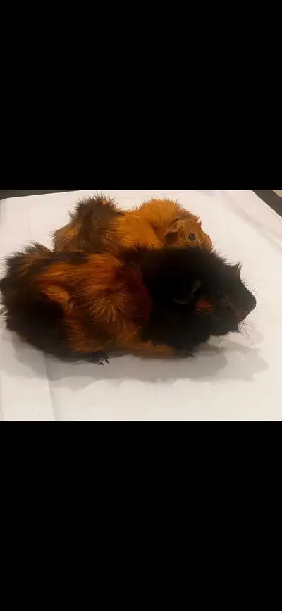 2 male guinea pigs (10 months old) for sale, both happy and healthy. Just looking for a loving new h...