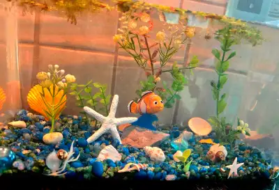 Aquarium for Beginners, View more