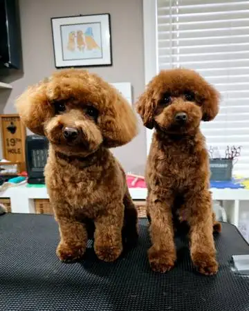 Description: We have a beautiful litter of purebred red Toy Poodle puppies born on September 5, 2025...