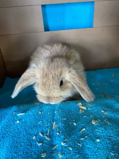  bébé lapin, bélier, hollandais femelle, View more