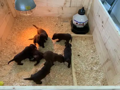 Chocolate Labs, View more
