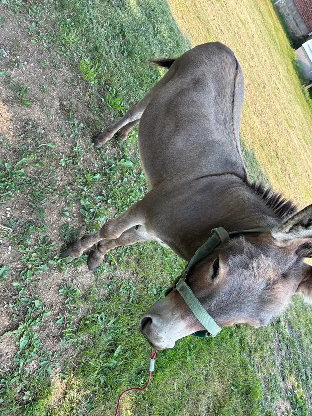 male mini  donkey in Horses & Ponies for Rehoming in Owen Sound - Image 3