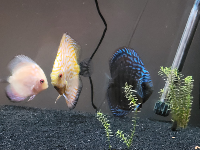 Group of 8 discus. in Fish for Rehoming in Oshawa / Durham Region - Image 3