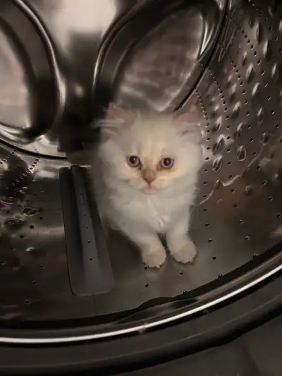 Chatons persan  affectueux, View more