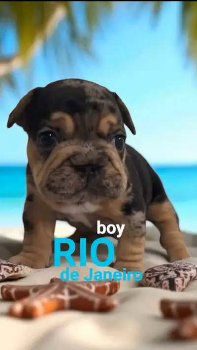 Top-quality french bulldogs blue merle, View more