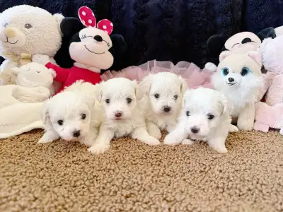 Cute Toy Maltipoos available for adoption, View more
