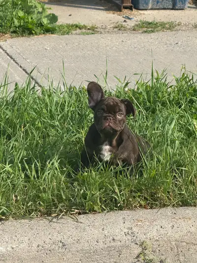  Premium French Bulldog Puppies – UK Bloodlines Available  , View more