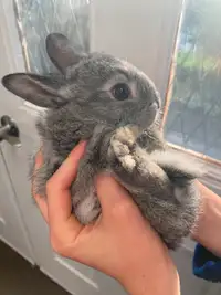 Baby rabbits bunnies
