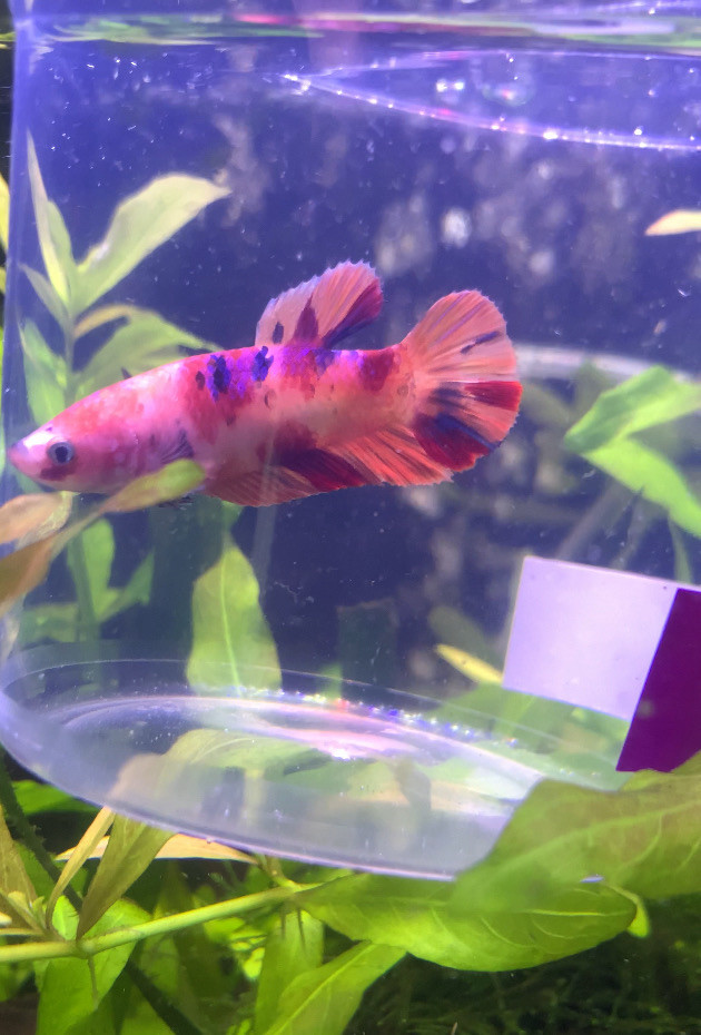 Koi Betta •••$20••• in Fish for Rehoming in Leamington - Image 2