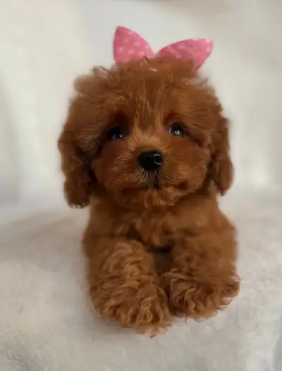 Cavapoo Puppies- Ready to Go!, View more