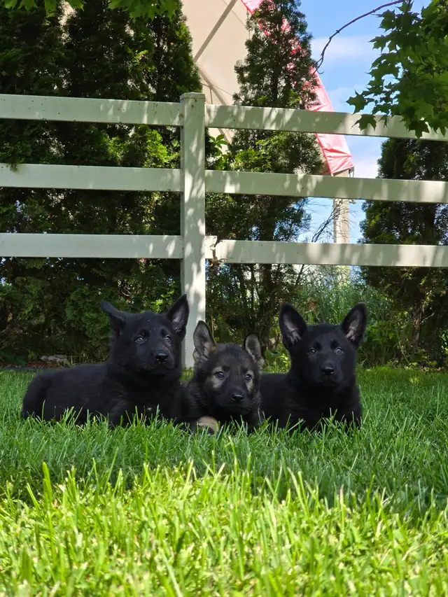All Black& Sable Czech Line German Shepherd Puppies in Dogs & Puppies for Rehoming in Cornwall - Image 3