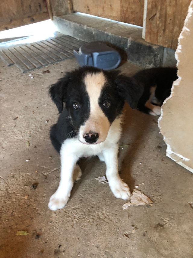 Papered border collie puppies Dogs & Puppies for Rehoming Vernon