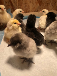 Olive egger chicks