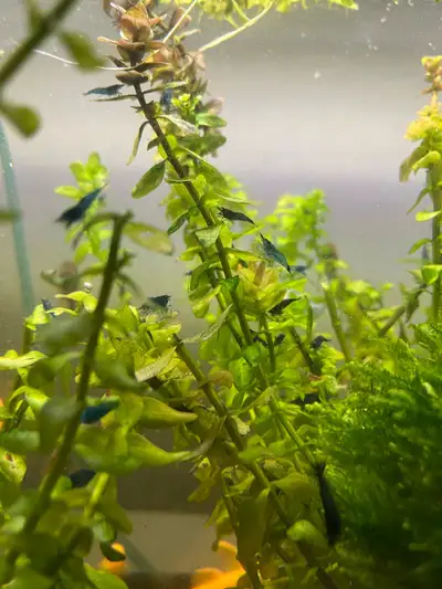 blue dream shrimp, View more