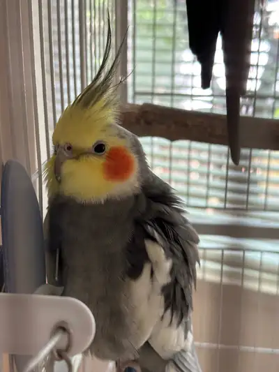 Pair of male cockatiels, View more