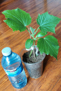 10 cm tall cucumber plants in  the containerPlant $5 each