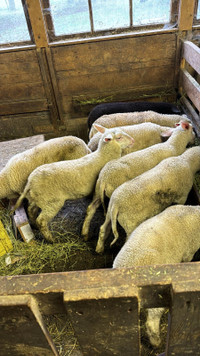 Orthodox Easter lambs available now 