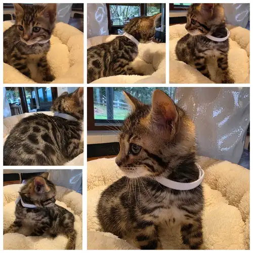 Beautiful purebred Bengal kittens available 2 male rosette and 1 female rosette and 1 male snow rose...