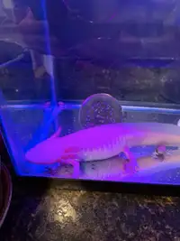 Axolotl, tank, filter, angel fish altogether 