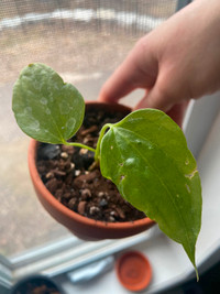 Anthurium Pedatoradiatum