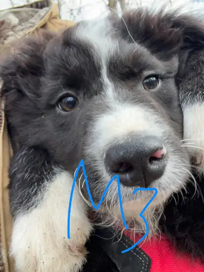 Australian Shepherd puppies for sale, View more