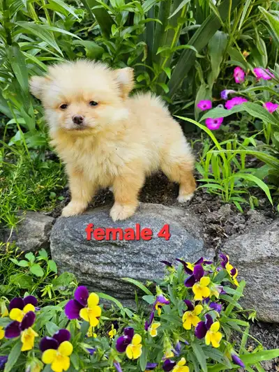 Pomeranian puppies, View more