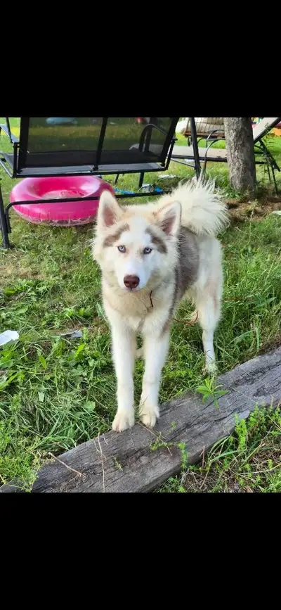 Malamute looking for his forever home! , View more