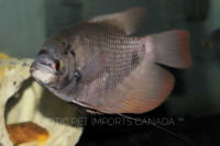 Red tail giant Gouramis & more