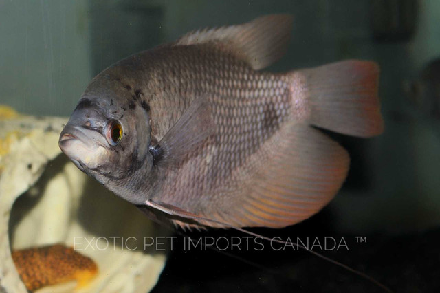 Red tail giant Gouramis & more in Fish for Rehoming in Ottawa