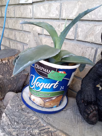 Agave plants in various sizes and prices 9" plant $12 6" plant $5 Under 4" $3