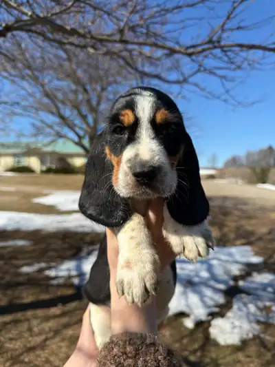 Basset x Perit Griffon Vendeen Puppies Wire coated (mom and dad in last photos) Birthday: Feb 2, 202...