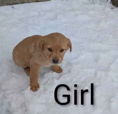 Lab mix puppies, View more