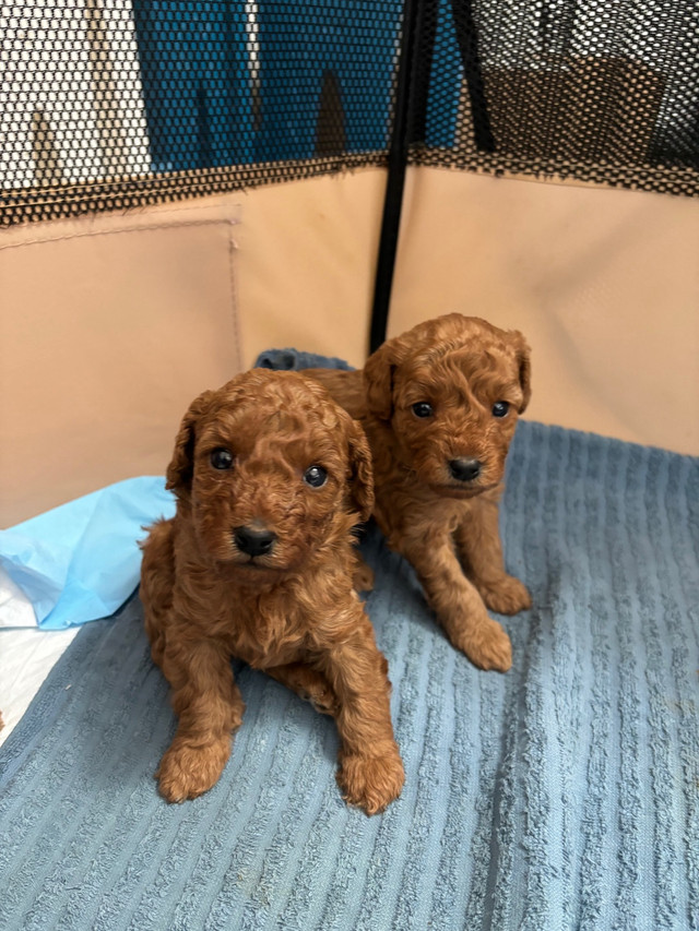 4 adorable Toy Poodle Puppies ready for their new home. in Dogs & Puppies for Rehoming in Markham / York Region - Image 3