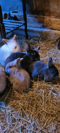 Rex and Lion head mix rabbits for sale.