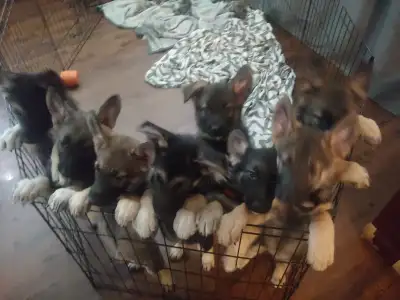 8-week-old pure bred King  shepherds for sale, View more
