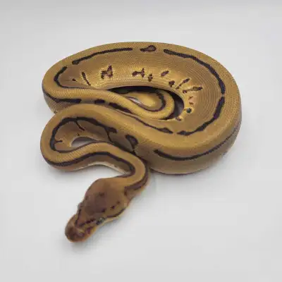 od pin leo het hypo ph clown , View more