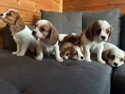 Cavalier puppies, View more
