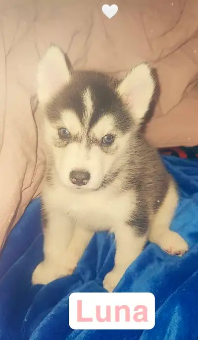 purebred syberain Husky puppys, View more