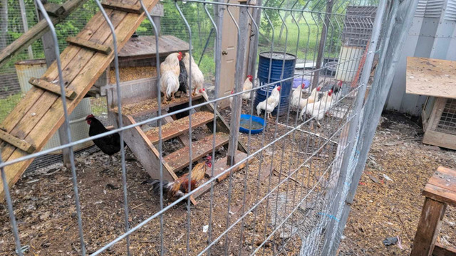 Free Range Organic Chickens in Livestock in Oakville / Halton Region