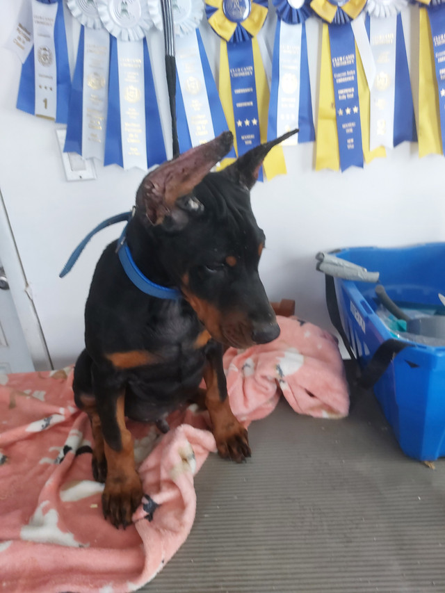 Chiots doberman enregistrés dans Chiens et chiots à adopter  à Thetford Mines