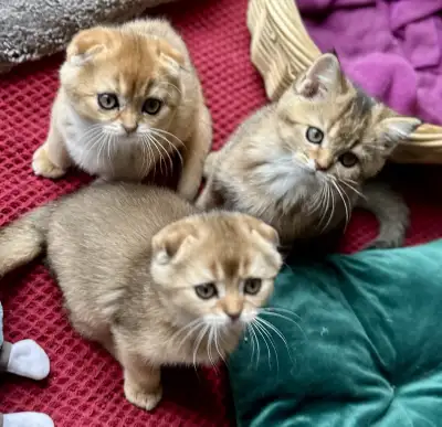 Chatons Scottish Fold &  Straight pure race, View more