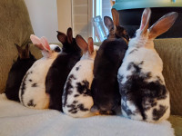 4 Cuddly Purebred Mini Rex Bunnies Left Must Go ASAP!!