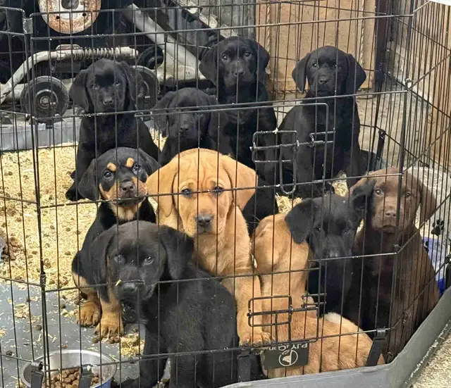 chiot labrador/hound | Dogs & Puppies for Rehoming | Gatineau | Free ...