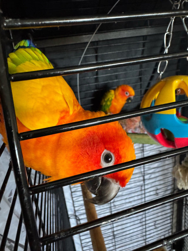 sun conure in Birds for Rehoming in Oshawa / Durham Region - Image 3