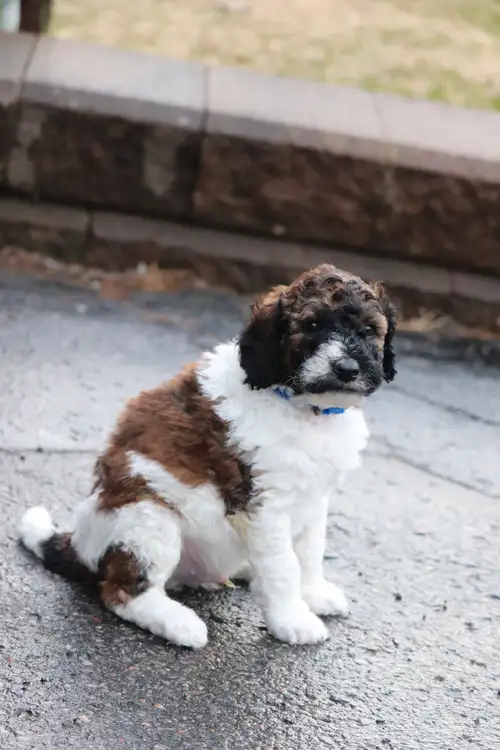 Whoodle males puppies available and ready to go on May 22nd. They will range between 28 to 34 lbs ad...
