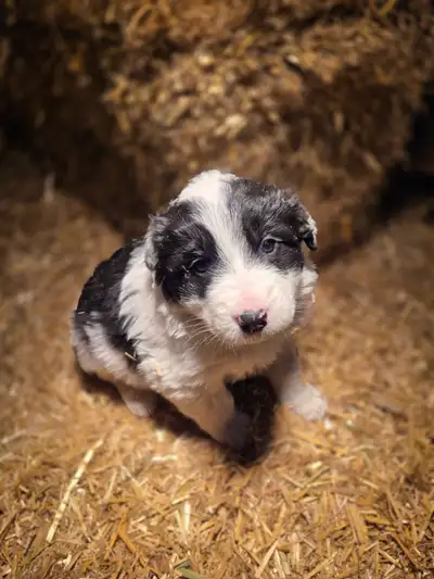  Puppies for sale , View more
