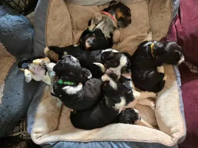 English Springer spaniel puppies! ❤️ THE PERFECT FAMILY DOG!, View more