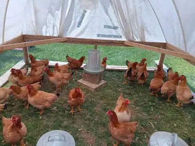 Rustic Ranger hens , View more